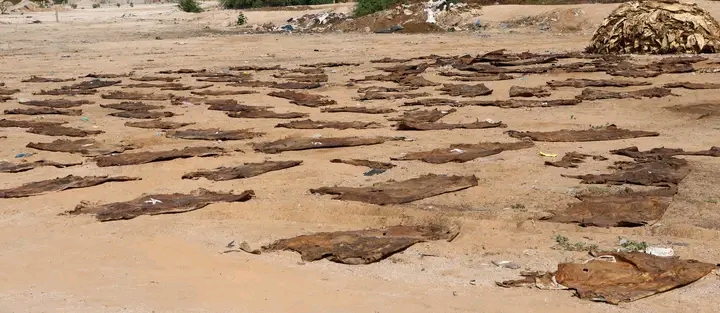 تحت وصاية وزارة التنمية الحيوانية.. خطة جديدة لتنظيم وتثمين شعبة الجلود بنواكشوط